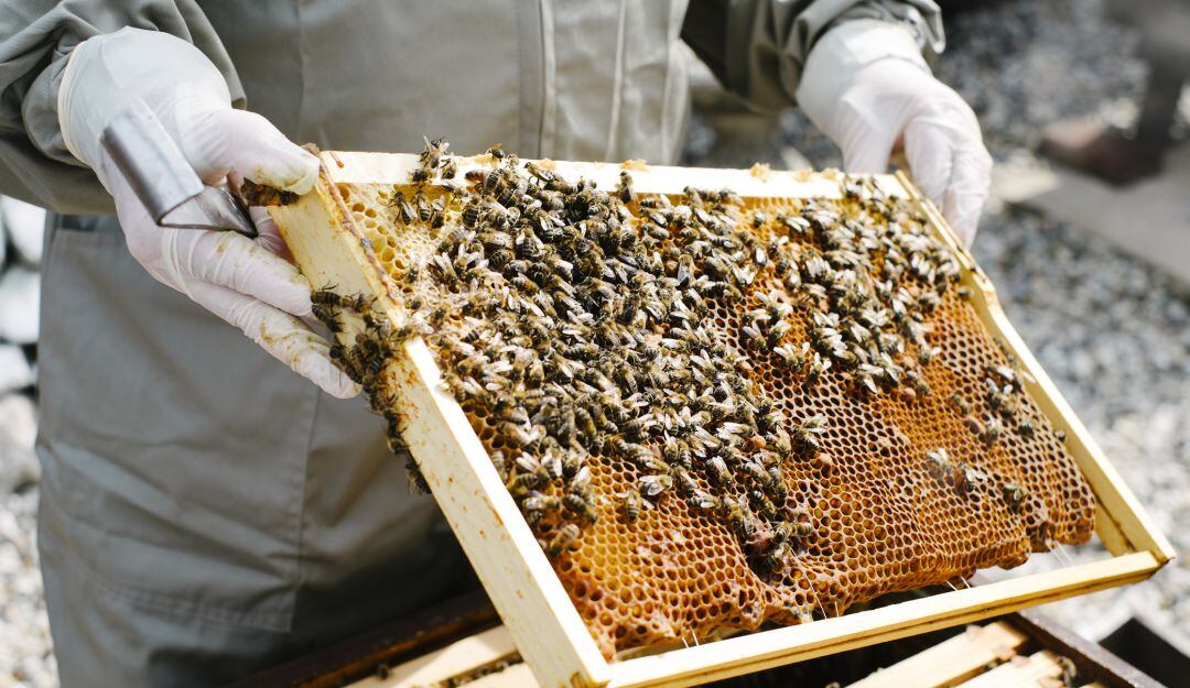 Producción apícola, de gran potencial en Colombia.