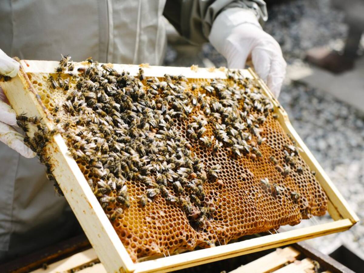Apicultores: Colombia tiene potencial para más de un millón de colmenas