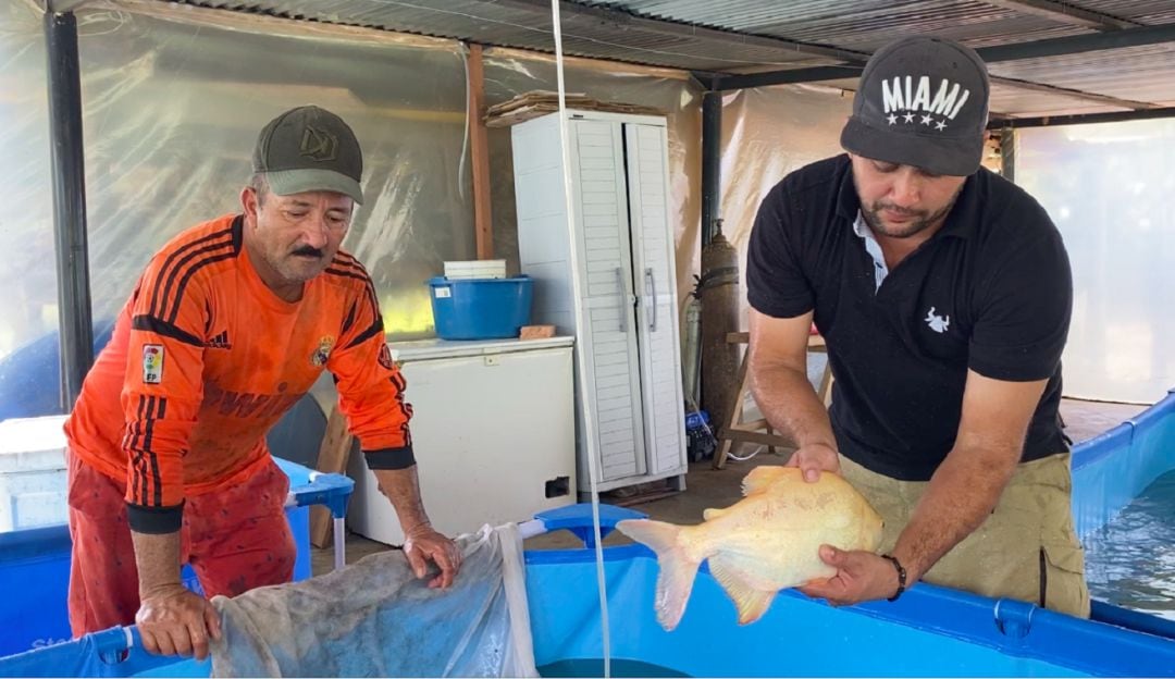 Producción de peces ornamentales