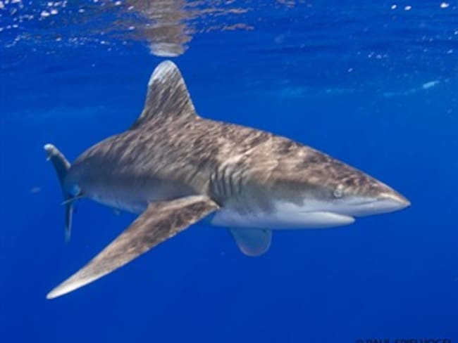 Refrendan la petición colombiana para proteger al tiburón punta blanca