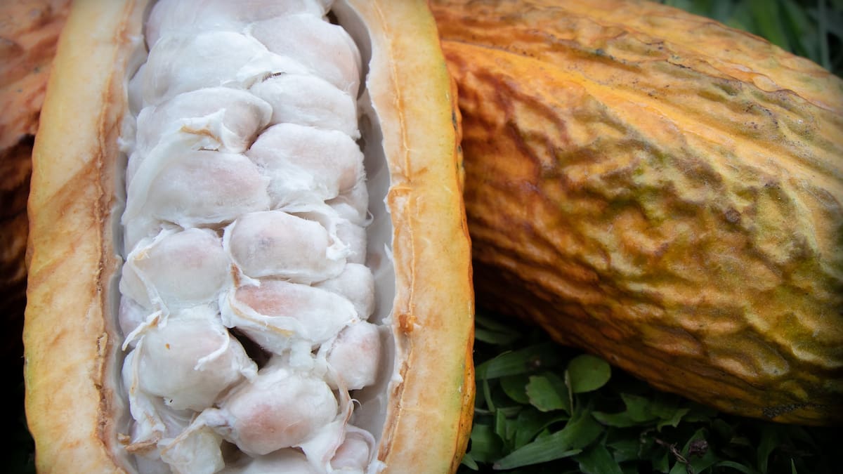 La monilia. ¿Cómo evitar que cause daño a las mazorcas de cacao?