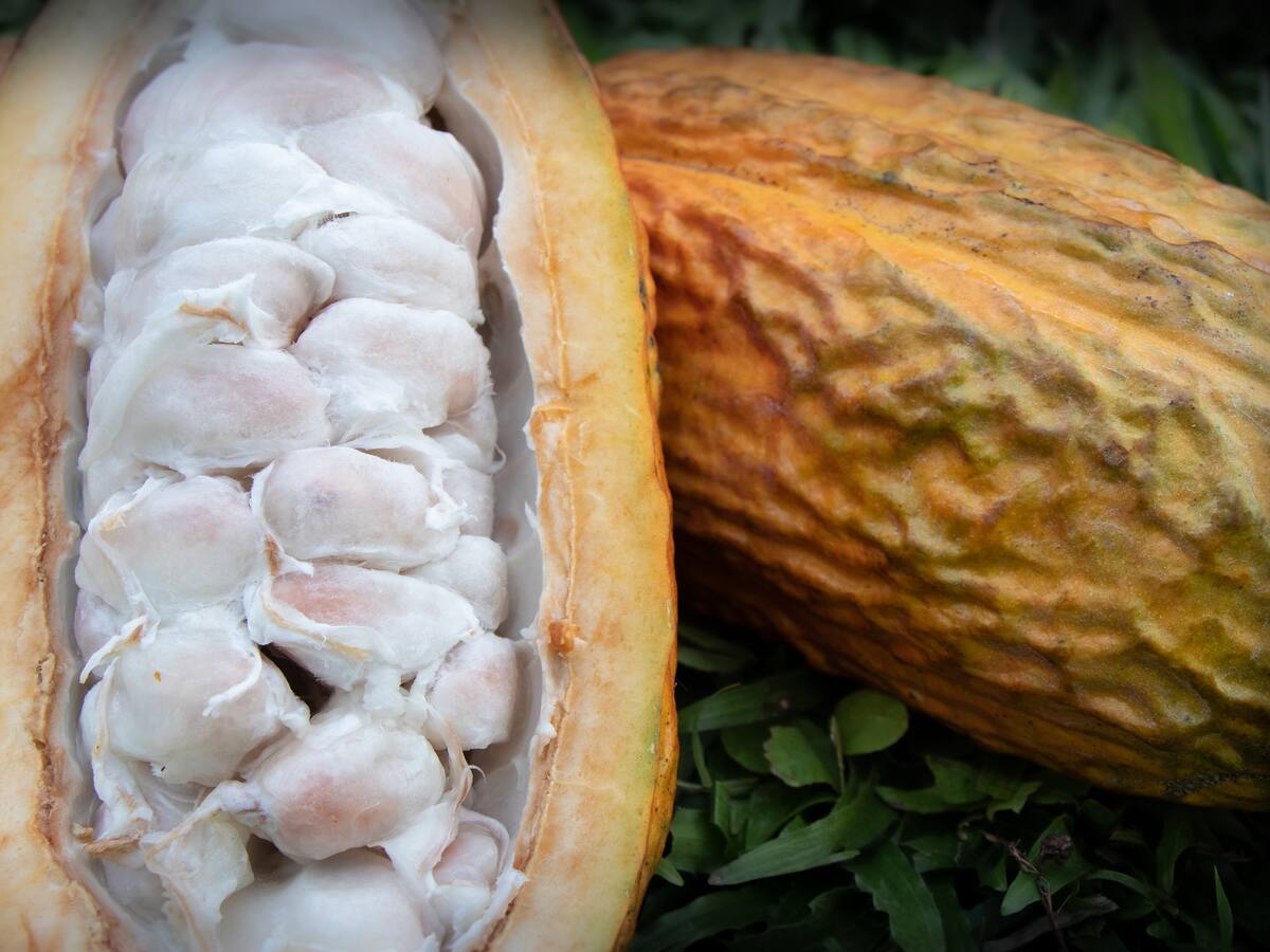 Para mazorcas de cacao sanas prevenga la monilia, que causa muchas pérdidas