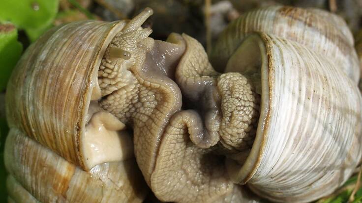 Los perros también pueden ser hermafroditas