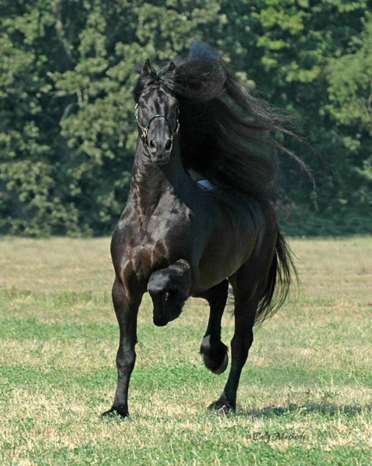 En algunas circunstancias la lleva lisa