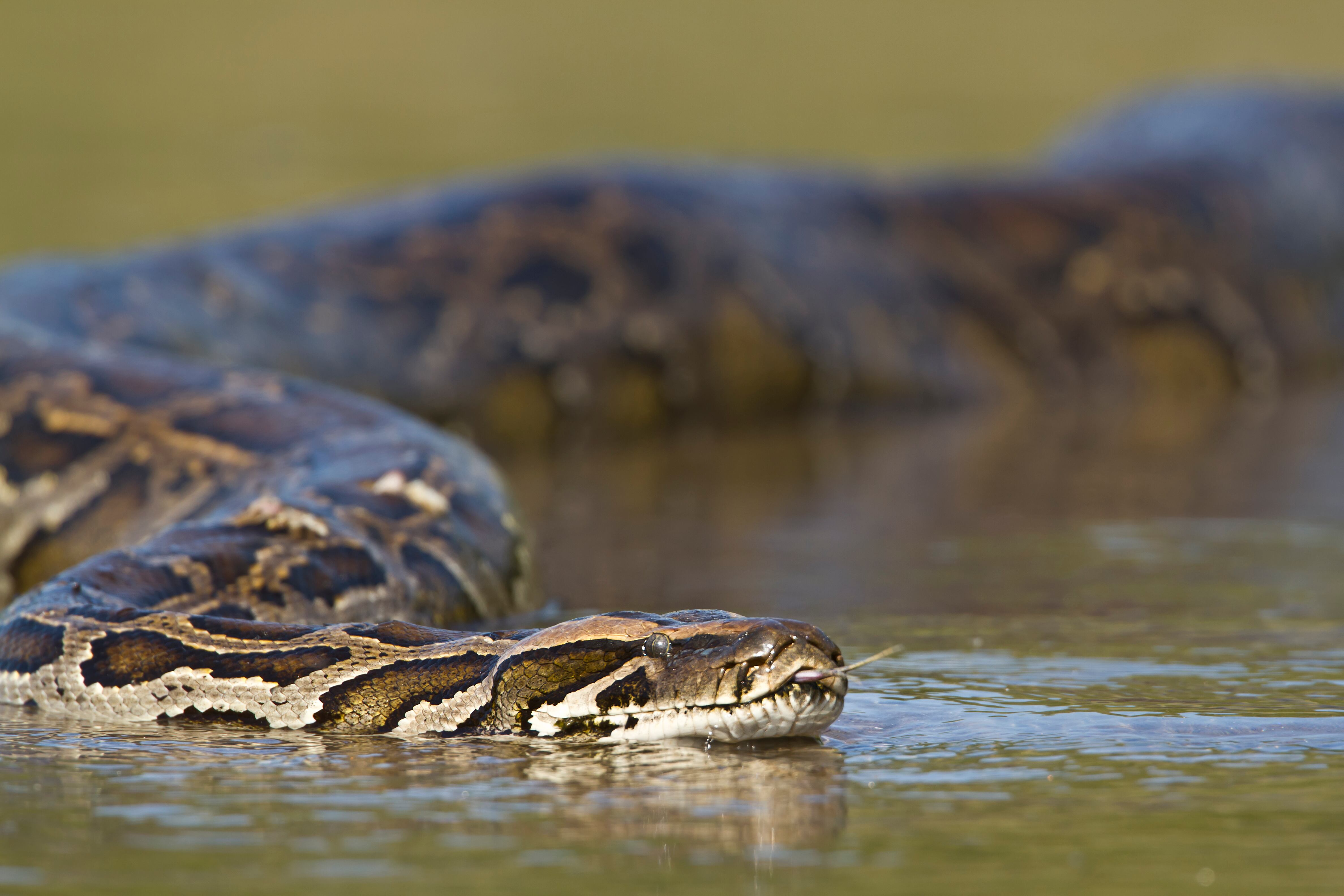 Anaconda gigante/Cortesía:Gettyimagenes