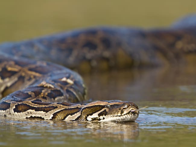 Anaconda gigante/Cortesía:Gettyimagenes