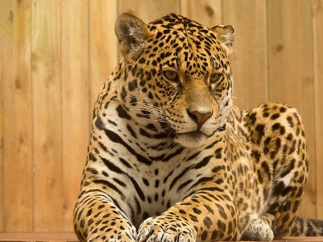 Coporinoquia y una ONG búscan jaguar que amenaza a U’was en Cubará, Boyacá