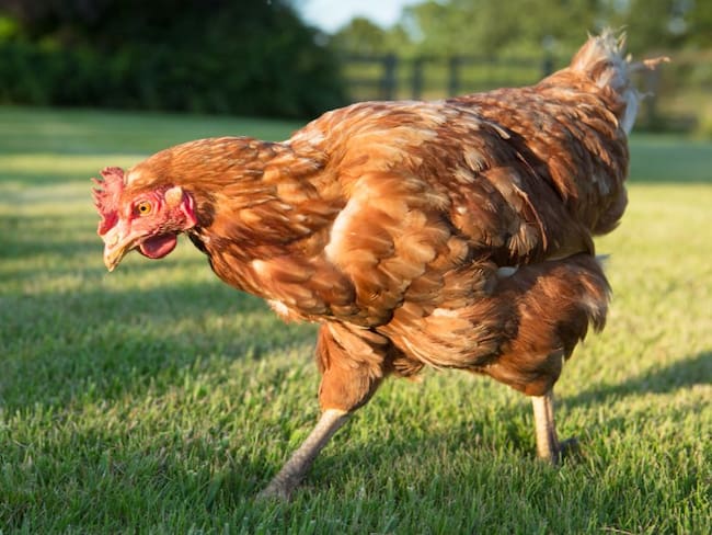 Hombre fue arrestado por pasear a su gallina durante cuarentena