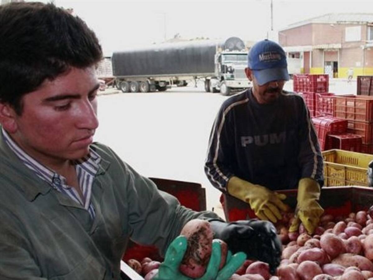 En Boyacá contrabando está quebrando a cultivadores de cebolla y papa