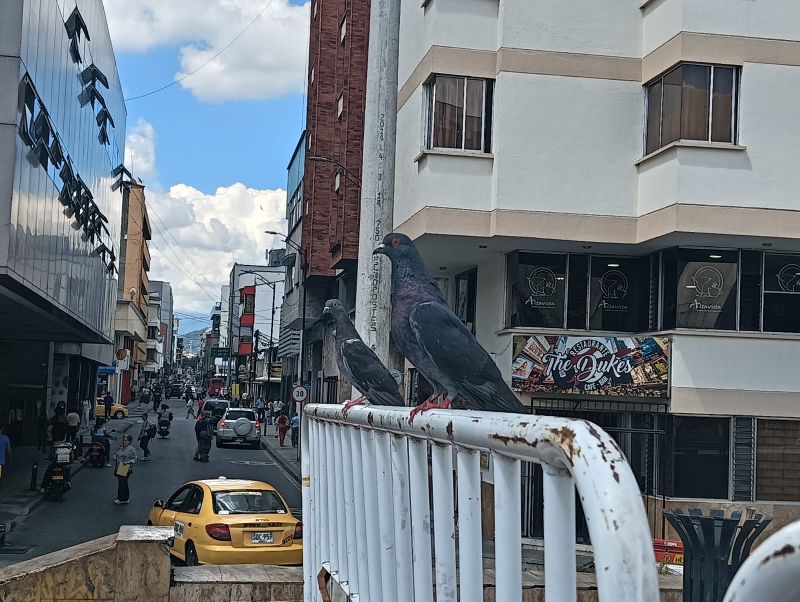 Las palomas posaron sin querer para la foto en plena plaza de Bolívar de Armenia. Foto: Adrián Trejos