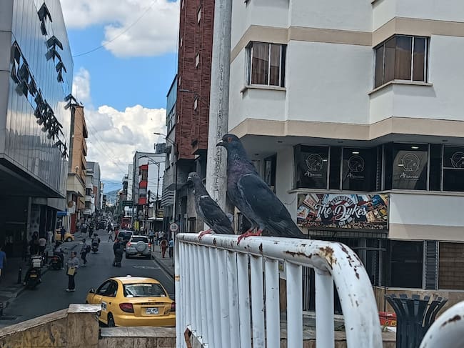 Las palomas posaron sin querer para la foto en plena plaza de Bolívar de Armenia. Foto: Adrián Trejos