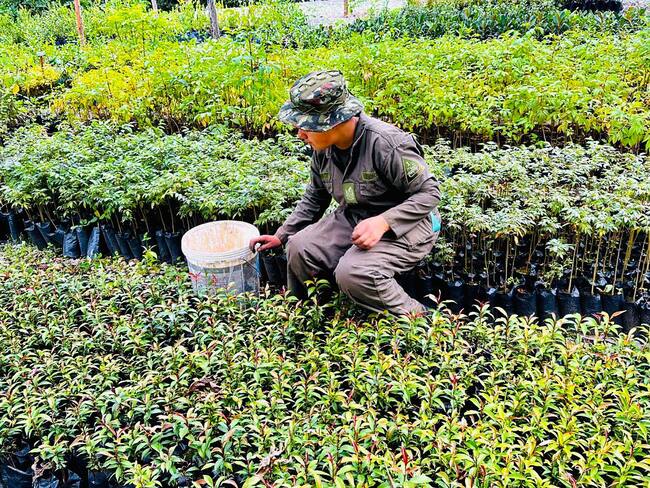 Vivero San Jorge: Modelo de autonomía alimentaria para el Ejército Nacional