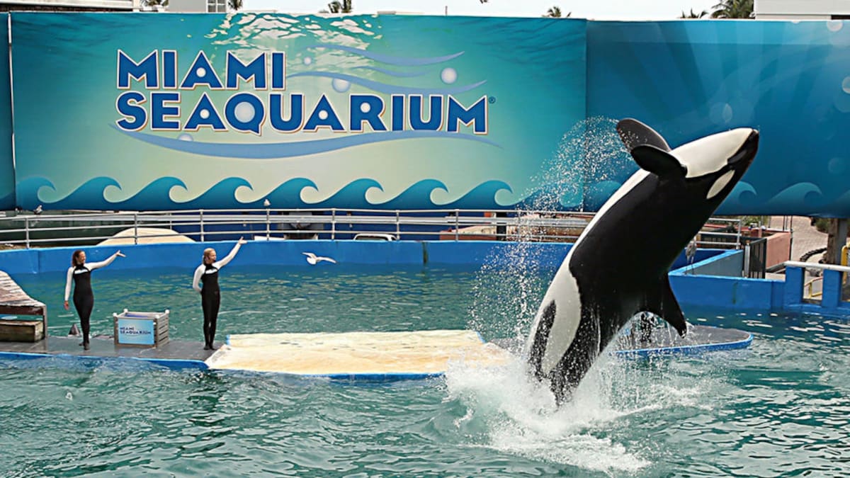 ¿Para dónde se van a llevar a los mamíferos que permanecen en Miami Seaquarium?