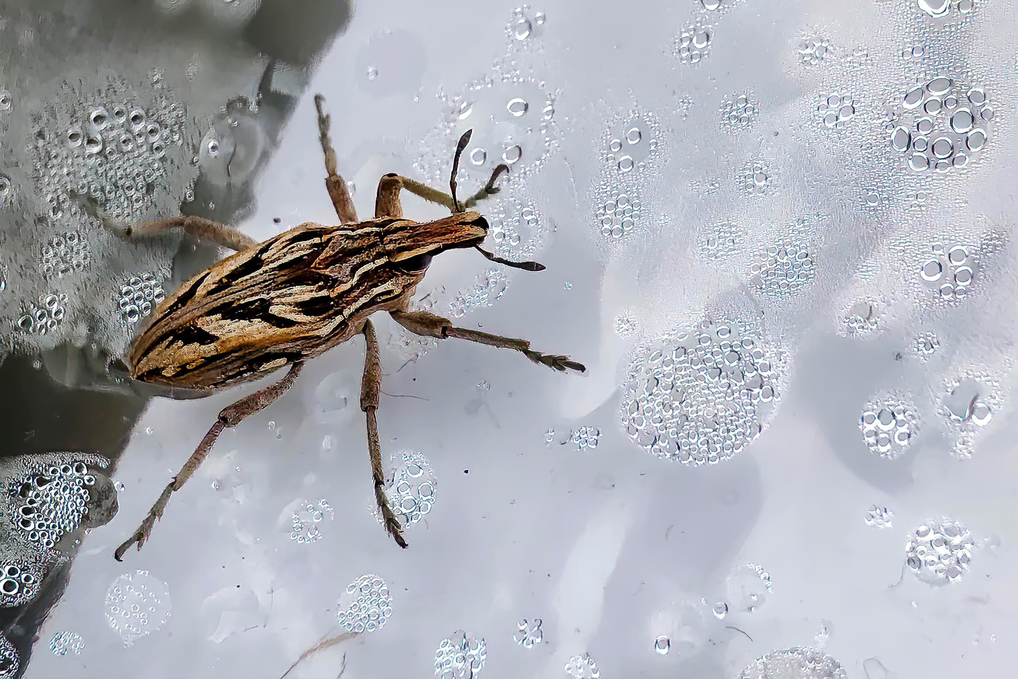 Enfermedad del mal de Chagas, qué es