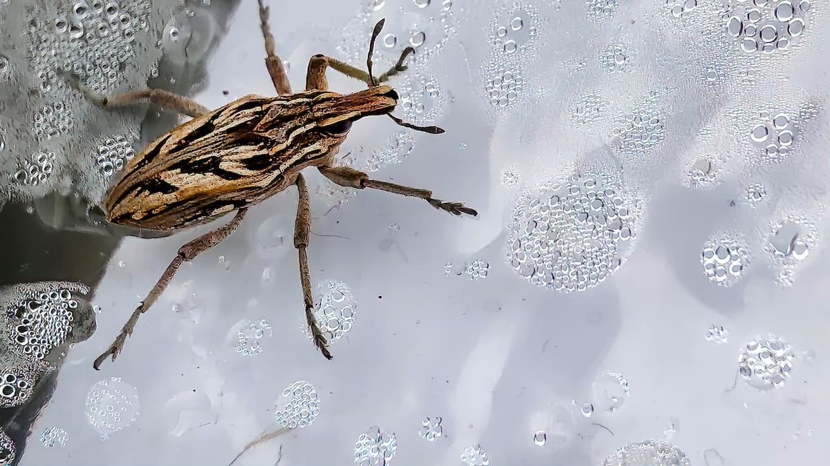 ¿Qué es el Chagas?: Cómo se contagia la enfermedad, síntomas y cómo prevenirla