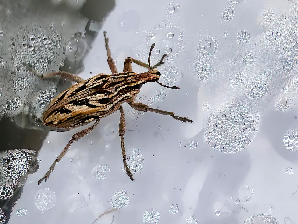 ¿Qué es el Chagas?: Cómo se contagia la enfermedad, síntomas y cómo prevenirla