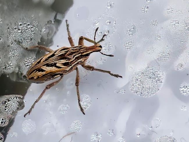 Enfermedad del mal de Chagas, qué es