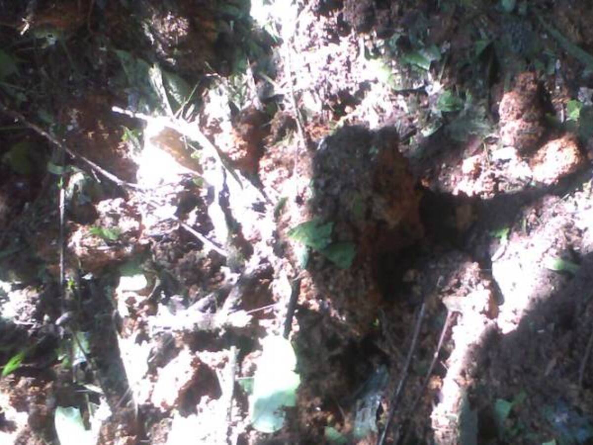 Dos campesinos mueren al pisar artefacto explosivo en zona rural de Calamar