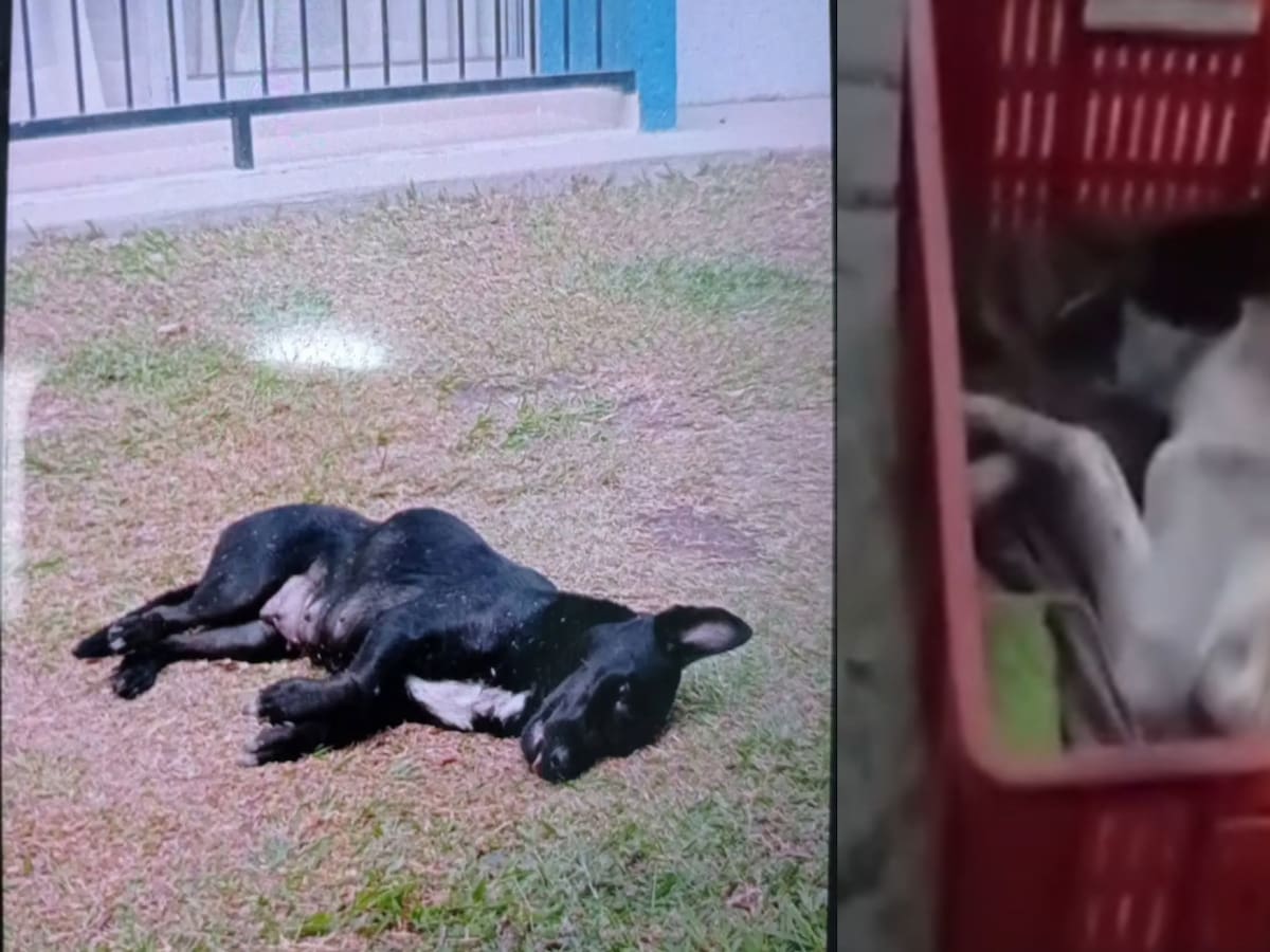 Investigan dos casos de presunto maltrato animal en los municipios de Circasia y Armenia en Quindío
