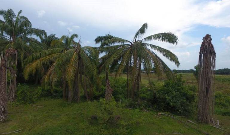 En Magdalena se cultivan 45 mil hectáreas de palma de aceite.
