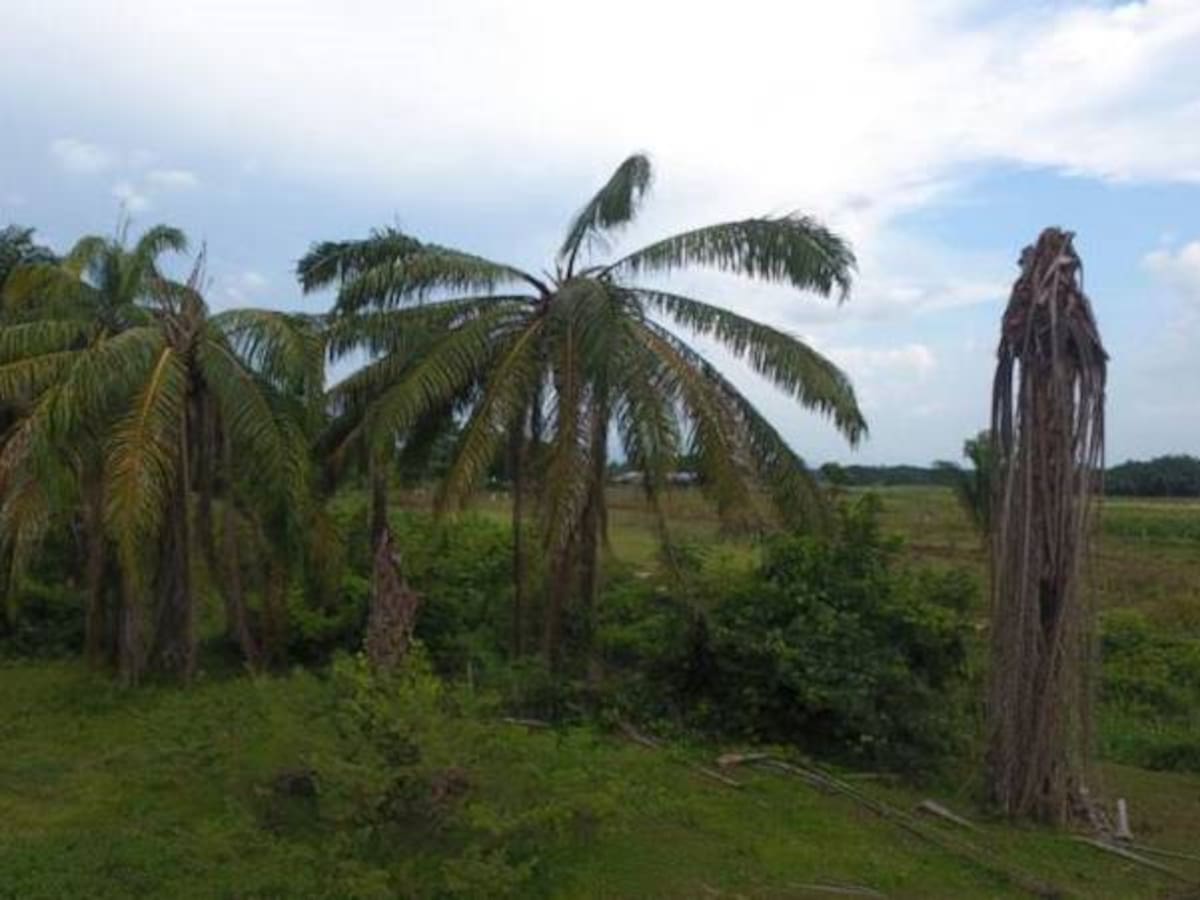 Magdalena en alerta por riesgo de 45 mil hectáreas de palma por Pudrición del Cogollo