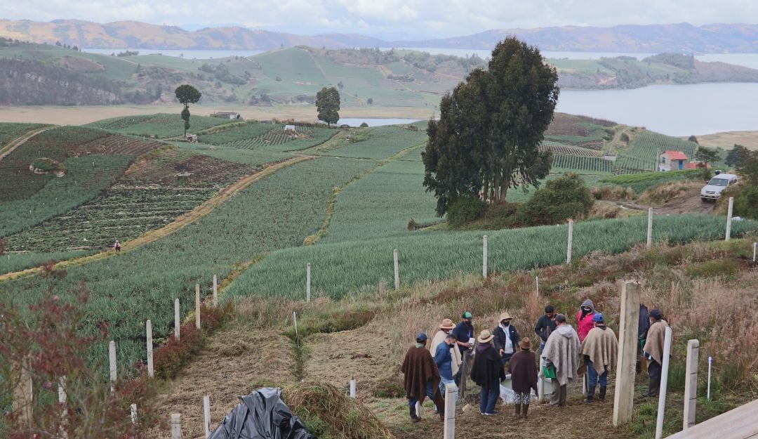 Reconversión tecnológica del cultivo de cebolla larga