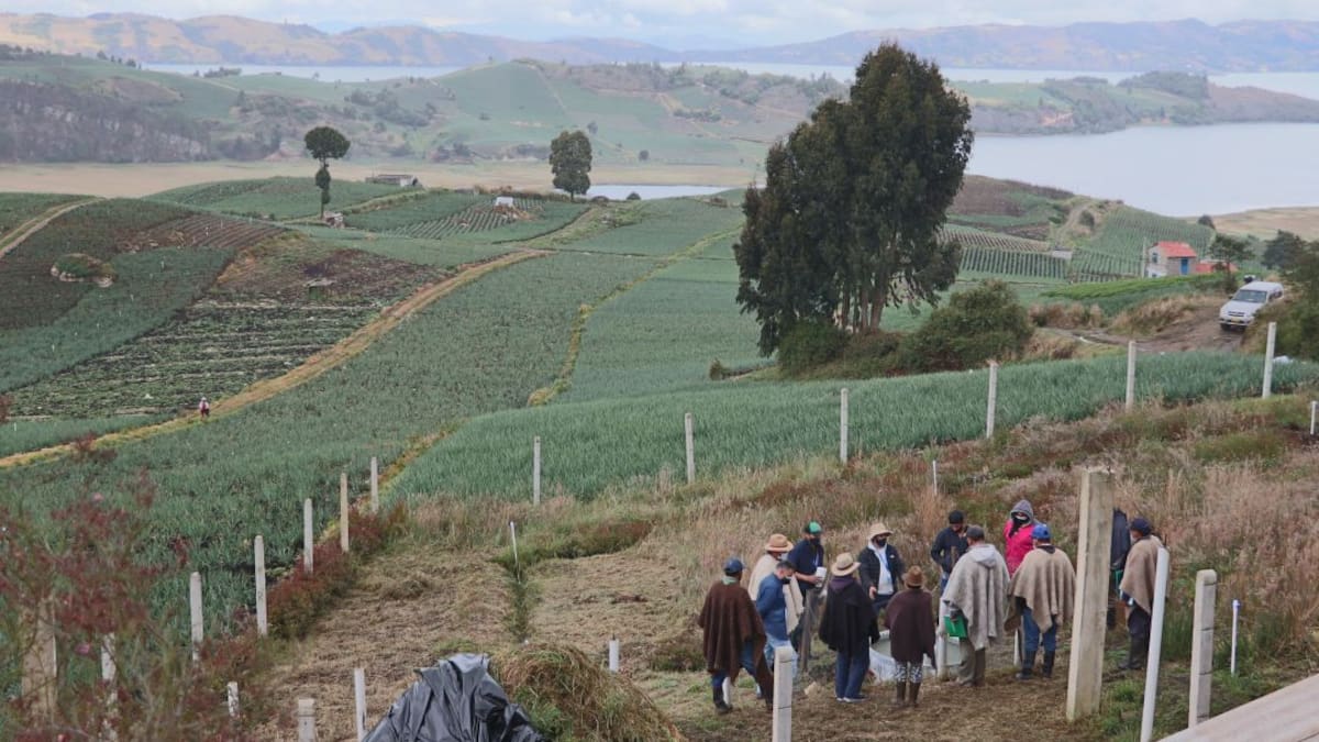 Impulsan reconversión de los cultivos de cebolla en el lago de Tota