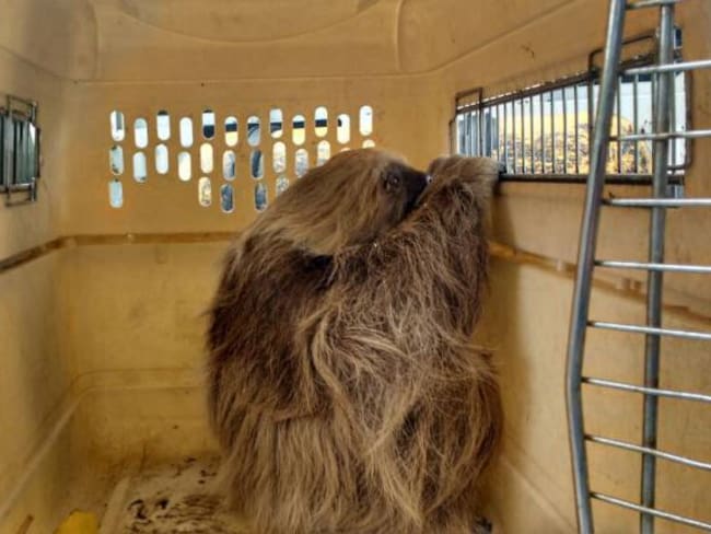 Por fin rescataron al oso que colgaba de redes de energía en Lebrija