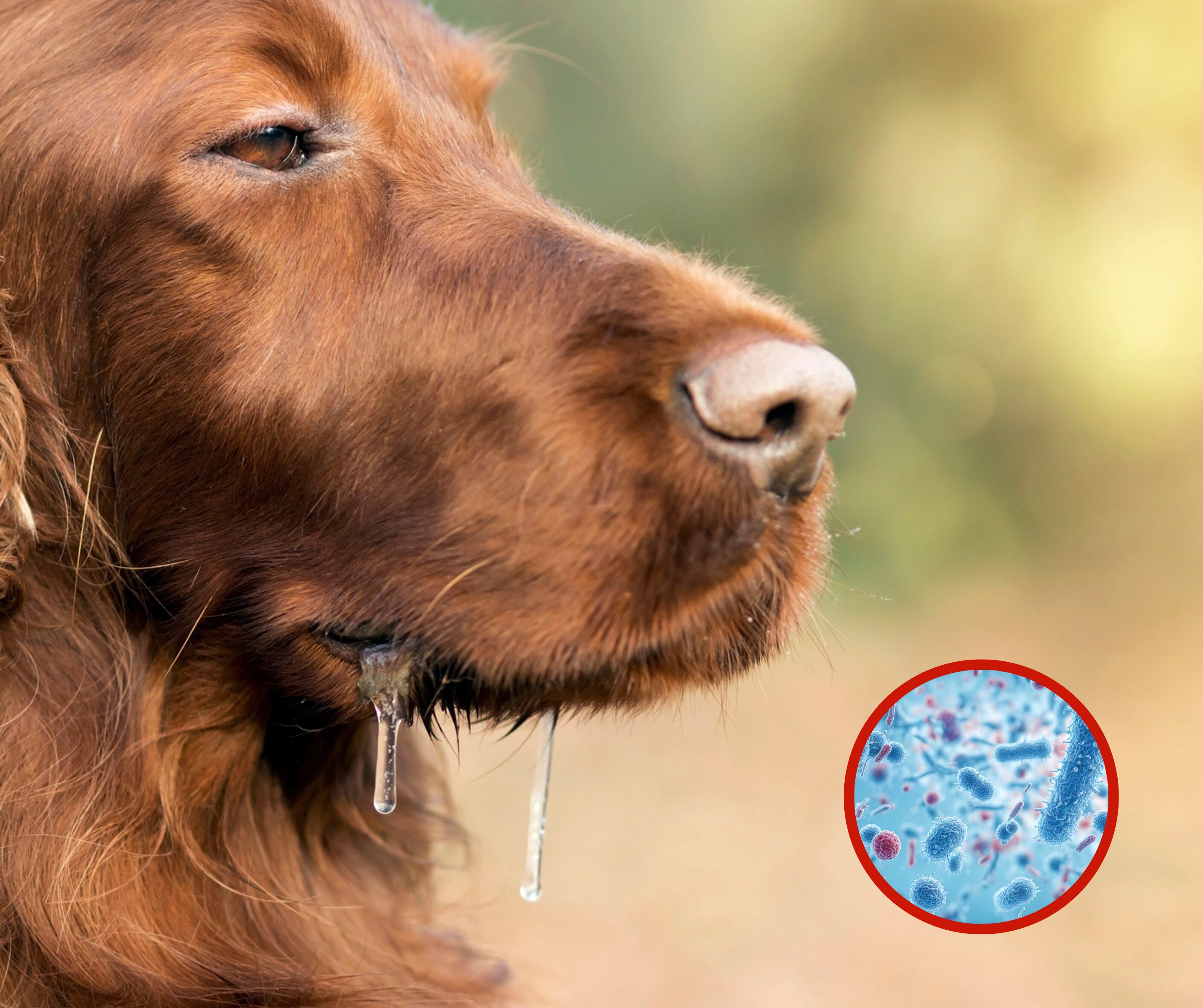Saliva de perro e imagen referente a las bacterias (Fotos vía Getty Images)