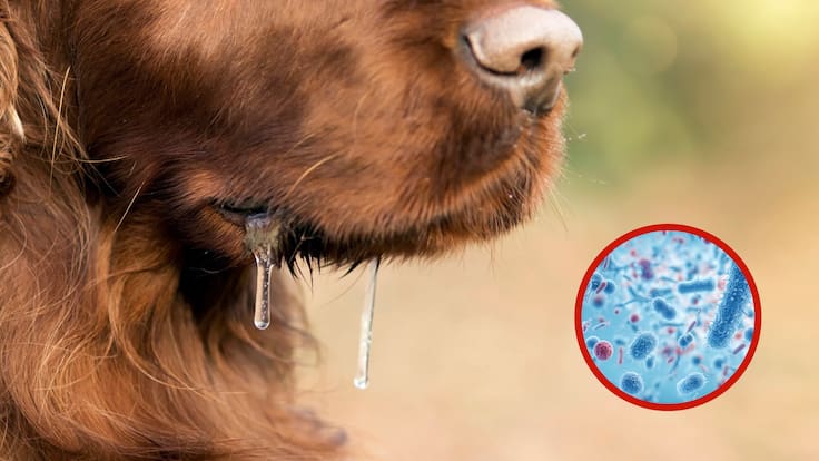 Saliva de perro e imagen referente a las bacterias (Fotos vía Getty Images)