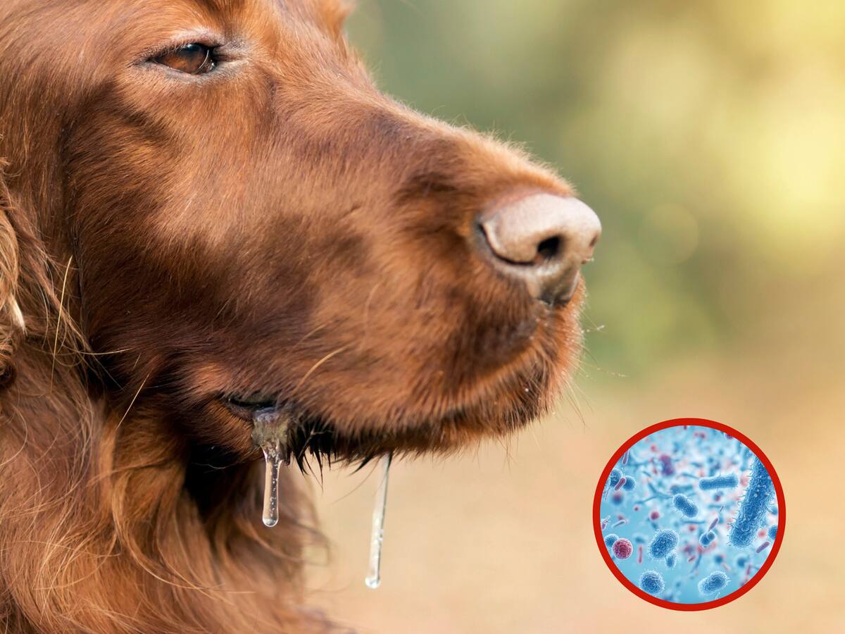 ¿Qué enfermedades pueden transmitir los perros con la saliva, según veterinarios?