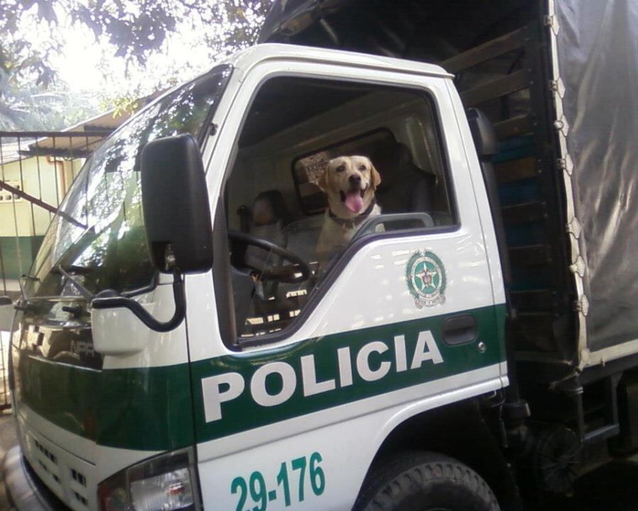 Caninos antiexplosivos Policía / Foto: Archivo Policía Nacional
