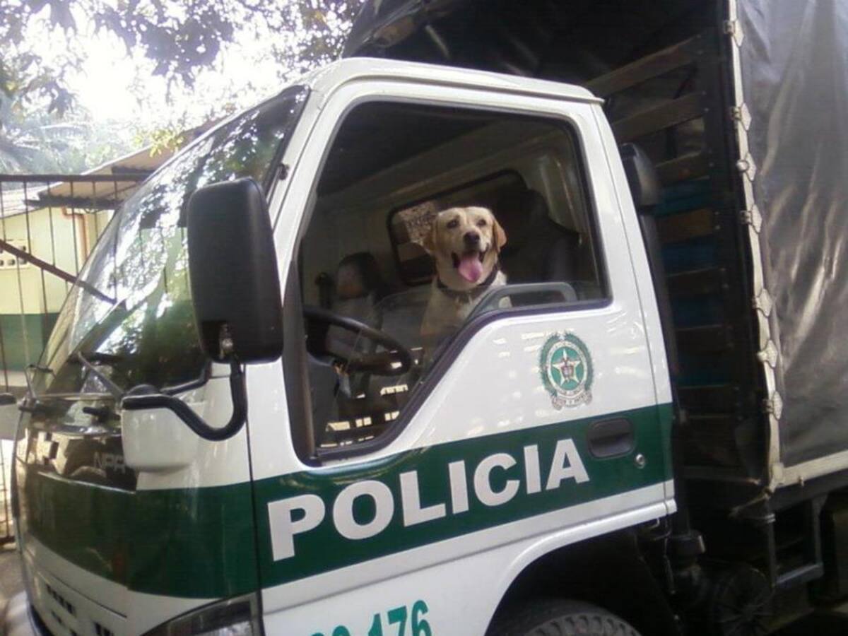 Perros antiexplosivos en Cúcuta cansados con las alertas de terrorismo