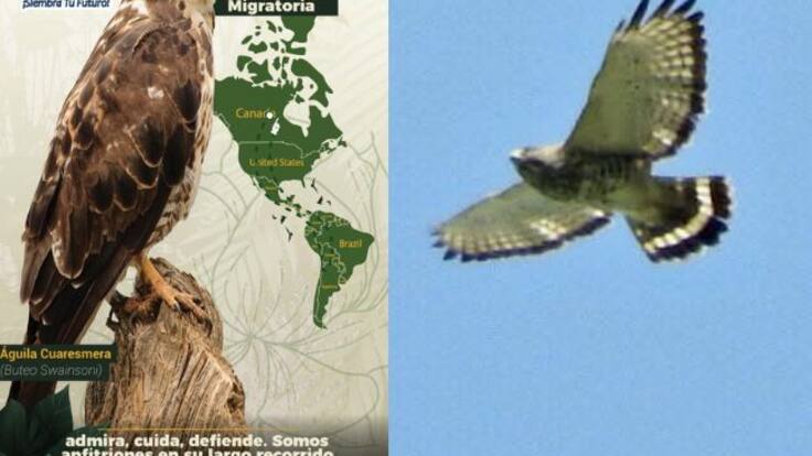 No a la caza del Águila Cuaresmera de paso por Colombia