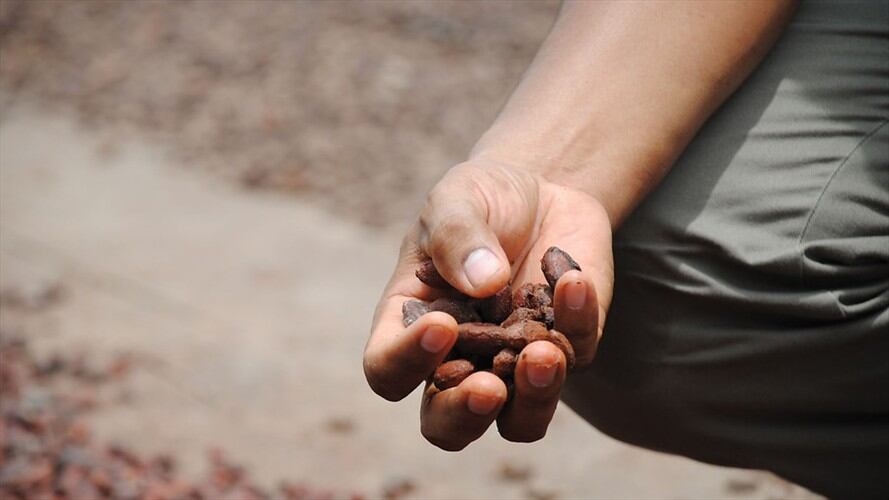 Boyacá le apuesta al cacao como cultivo para el postconflicto. Foto: Colprensa.