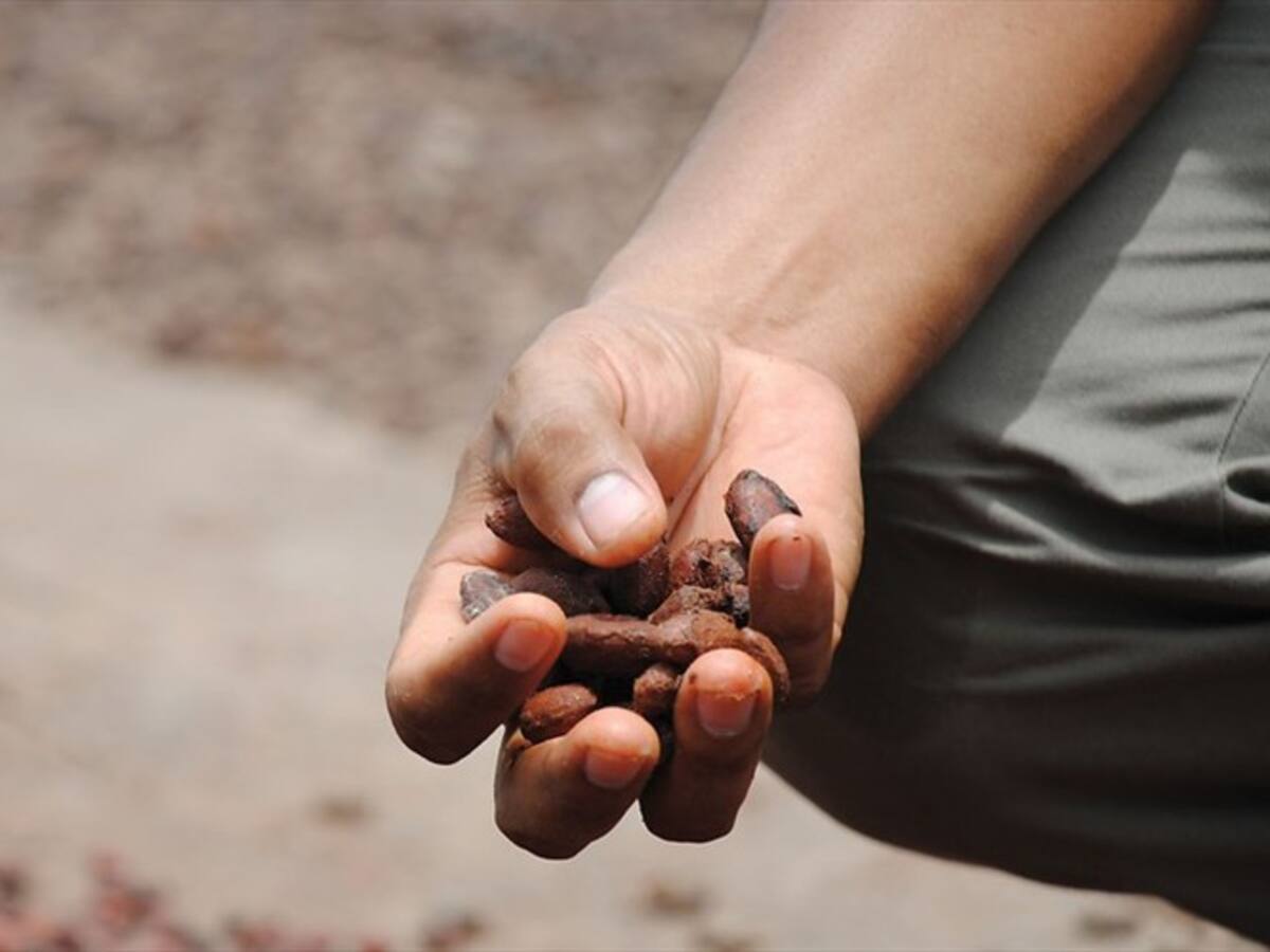 Boyacá le apuesta al cacao como cultivo para el postconflicto