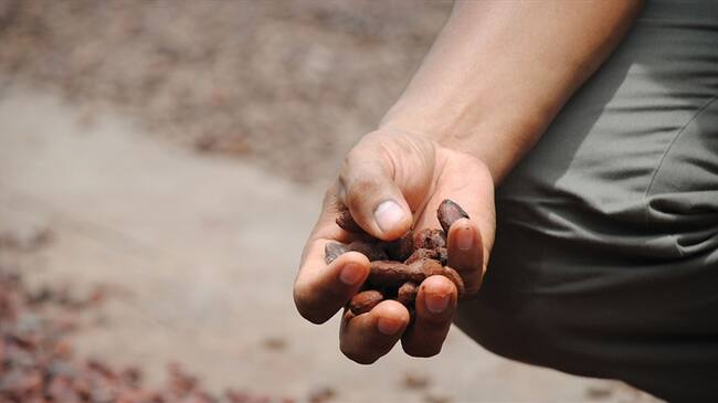 Boyacá le apuesta al cacao como cultivo para el postconflicto. Foto: Colprensa.