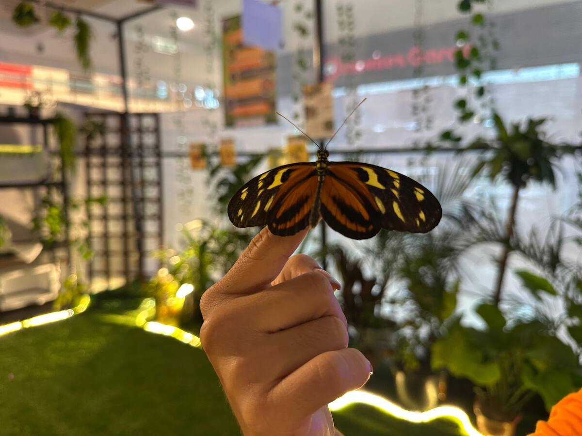Zoocría de mariposas: víctimas del conflicto que cambian su historia en el comercio santandereano