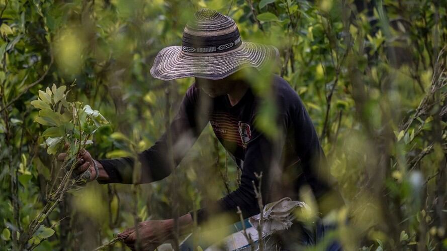 Las comunidades indígenas de la vereda Santa Bárbara se opusieron a los operativos que el Ejército inició en la zona y exigieron respetar los acuerdos de sustitución voluntaria. Foto: Getty Images