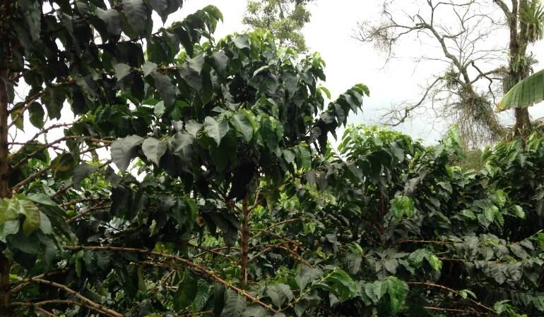 Se agudiza la crisis de los cafeteros de Caldas