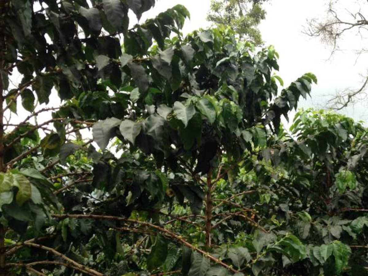 "El precio actual del café es de ruina"