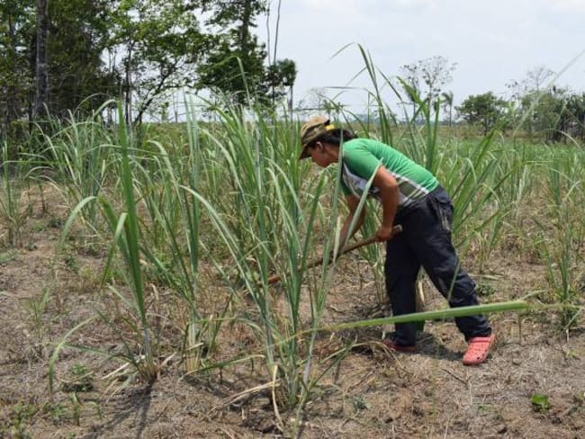 Excombatientes siembran ideas para cosechar bienestar en Guaviare