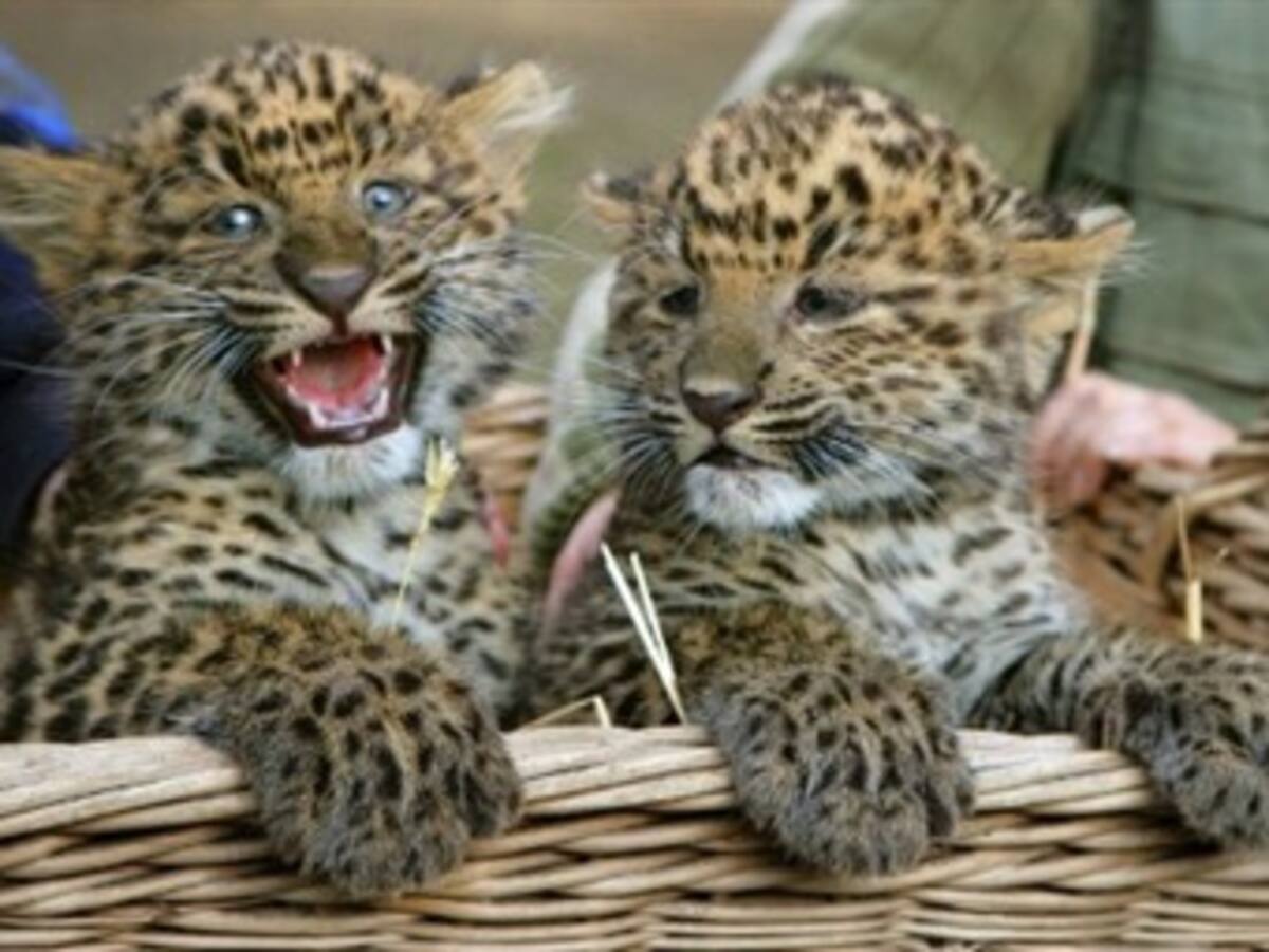 Detenido en Tailandia con cachorros de pantera y leopardo en varias maletas