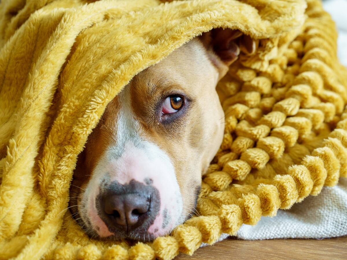 Dónde debe dormir un perro cuando hace mucho frío: Lugar ideal y cuidados, según expertos