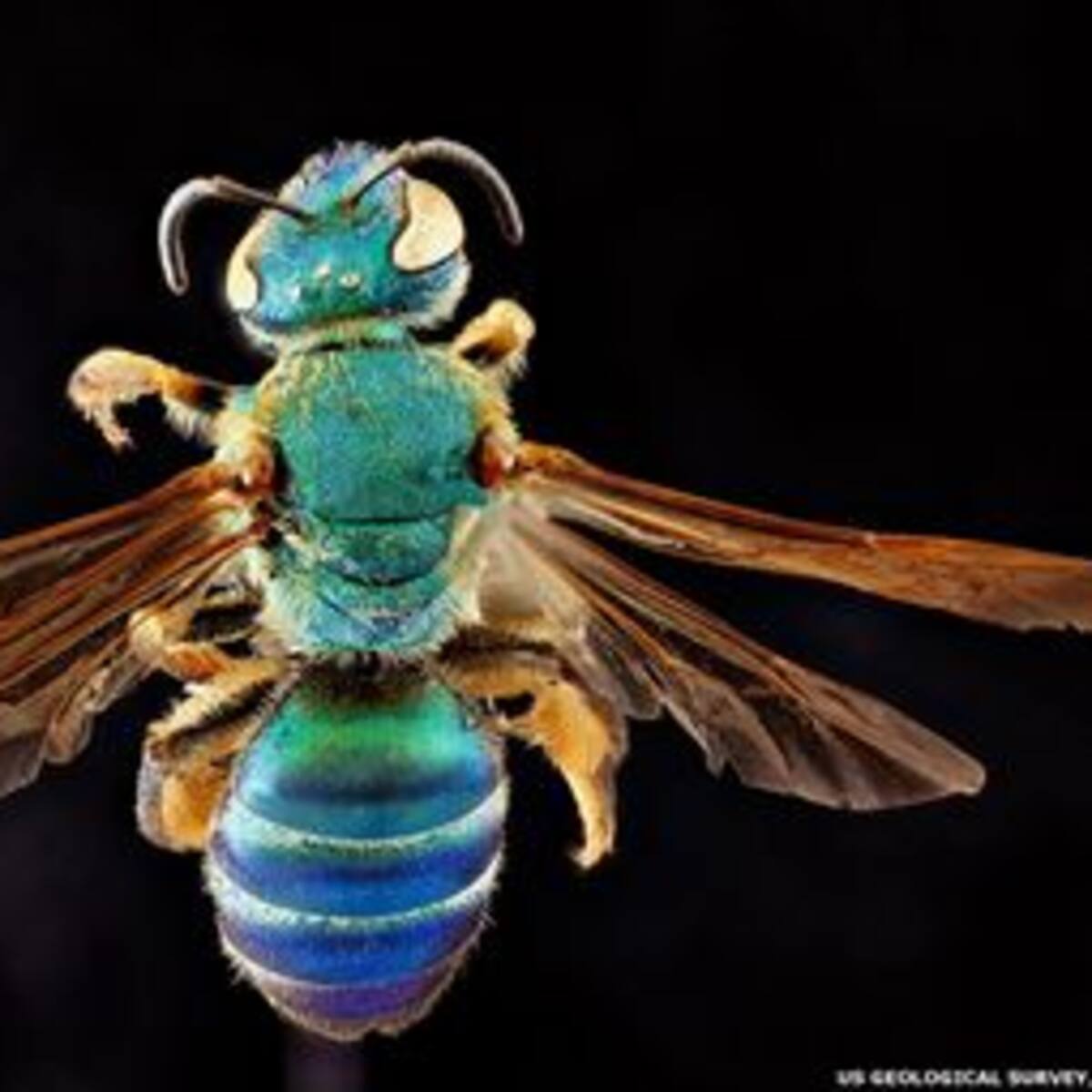 En fotos: encuentros cercanos con las abejas