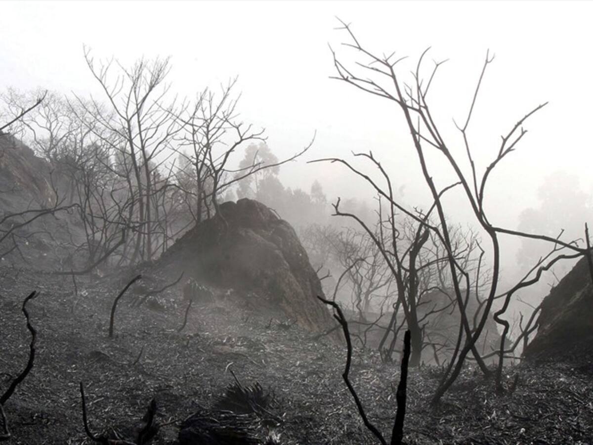 Alertan presunta relación de mafias de la deforestación con las CAR