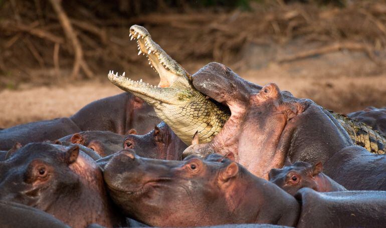 Cocodrilo Vs Hipopótamos
