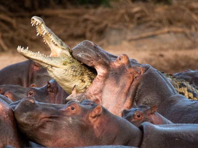 Cocodrilo Vs Hipopótamos