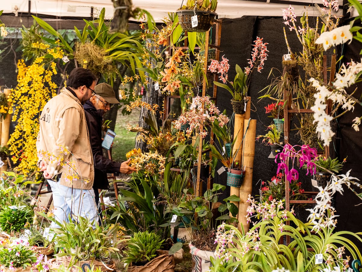 Muestra de orquídeas en Bogotá: más de 800 especies de esta planta expuestas en el Jardín Botánico