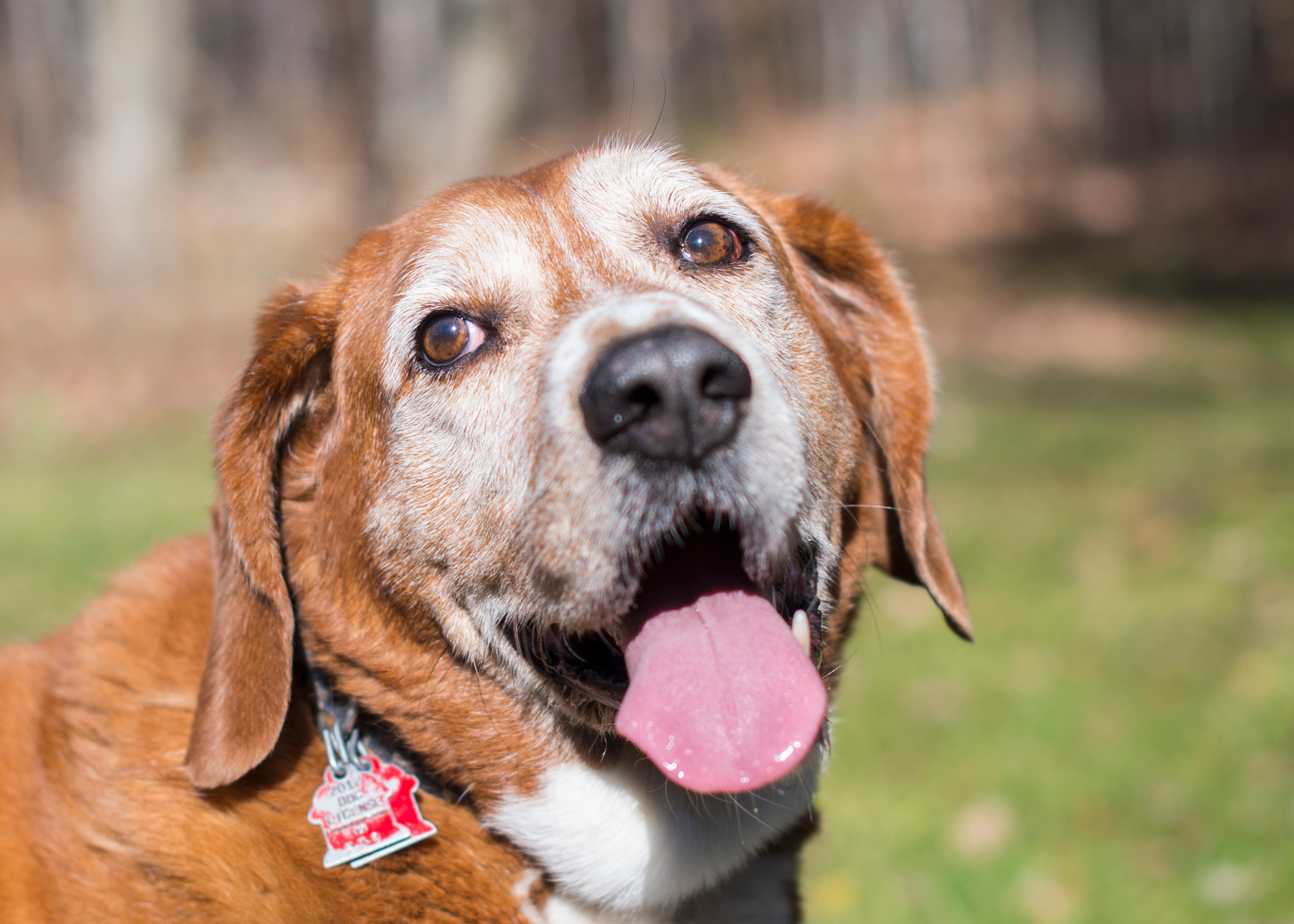 Perro de raza grande en el parque sacando la lengua (Foto vía Getty Images)